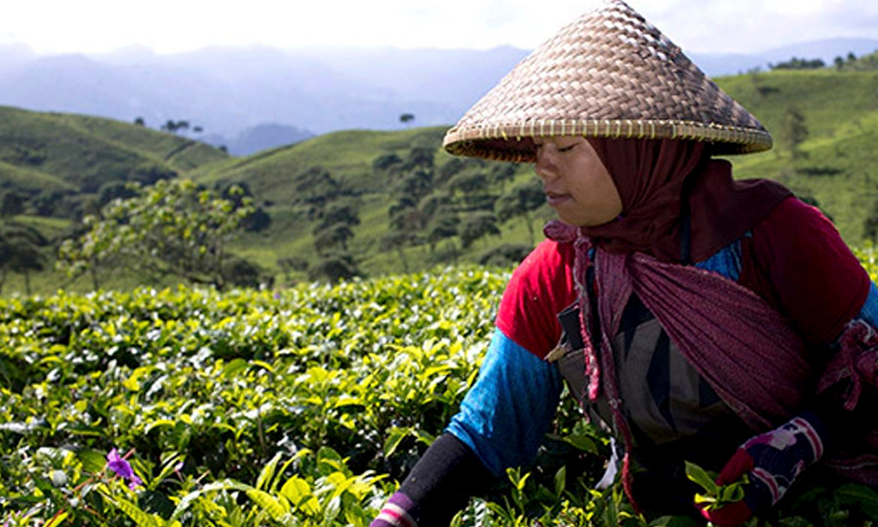 Chá fornecido de forma ética